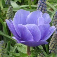 blue/purple flower