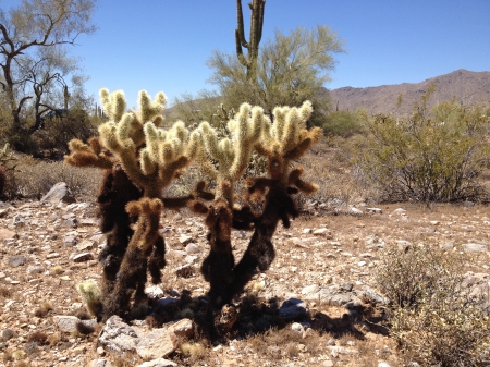 Desert Cactus Couple - Arizona, Sun, Park, Desert