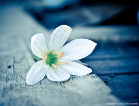 Lonely - nature, blue, flower, soft