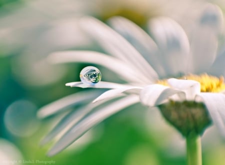 Stay Positive - drop, flower, nature, soft