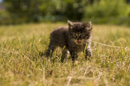 Cat - hat, pretty, cat face, beautiful, lovely, paws, cat, kitten, cute, cats, face, sleeping, animals, kitty