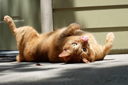 Cat - paws, face, pretty, cute, animals, beautiful, cat, sleeping, kitty, cats, kitten, hat, lovely, cat face