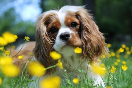 Dog - pretty, puppys, beautiful, dog, lovely, sweet, animal, dogs, cute, puppy, animals