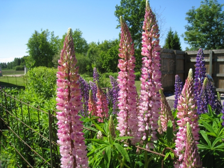 Pink Lupins - trees, garden, green, pink, lupins, sky