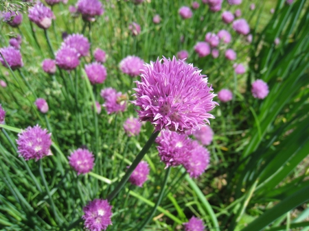 Allium - purple, colors, allium, flowers, garden