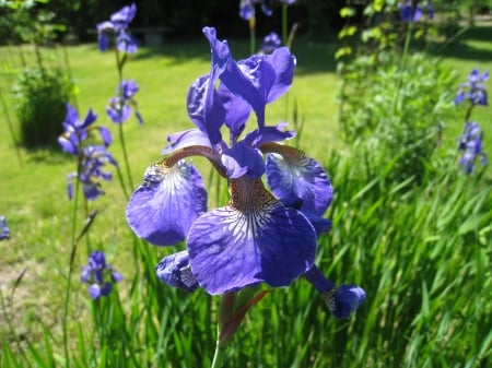 Blue Iris - lawn, blue, flowers, colors, grass, iris, garden