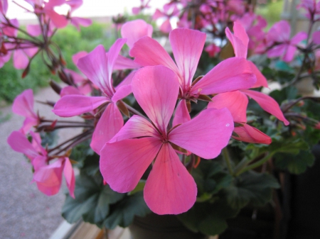 Geranium - pot, colors, flowers, garden, geranium