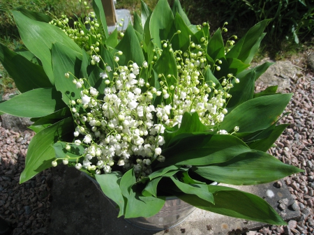 Lilly of the Valley - flowers, white, garden, green, stones, Lilly of the Valley