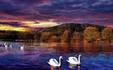 Swans at Sunset - white, swan, landscape, trees, reflection, river, sunset, house