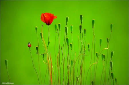 Eco Art - flowers, insects, poppy, nature, green background, ladybug, field