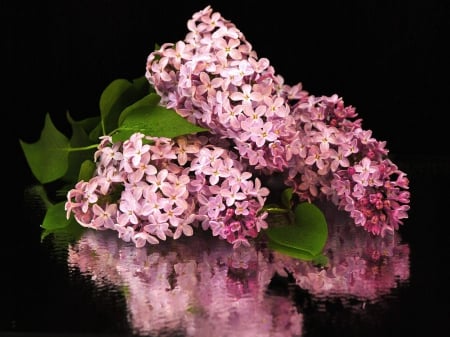 beautiful lilacs reflection - flowers, beautiful, lilacs, reflection, still life