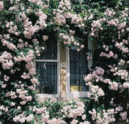 rose window - image, flowers, window, roses