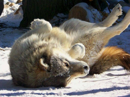 CLEANING MY COAT - nature, snow, Cleaning, Wolf, animals