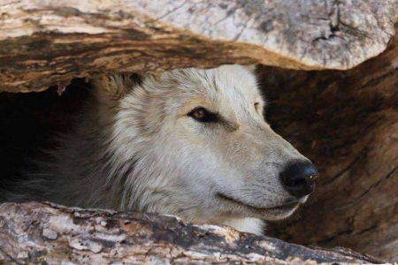 GOOD PLACE TO HIDE - hide, nature, to, place, Wolf, animals