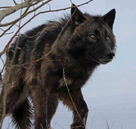 BLACK WOLF - nature, Black, animals, Wolf