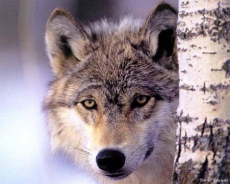 WOLF ON A BIRCH TREE - wolf, nature, animals, birch, tree