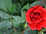 Red Rose