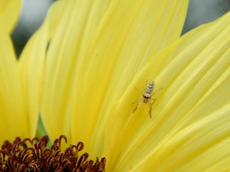 Cute Jump Spider - sunflower, nature, animal, spider, jump