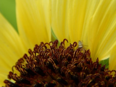 Pretty Spider And Sunflower - sunflowers, nature, spiders, beautiful