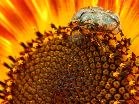 Sunflower - insect, sunflower, nature, beelte