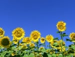 Sunflower Field