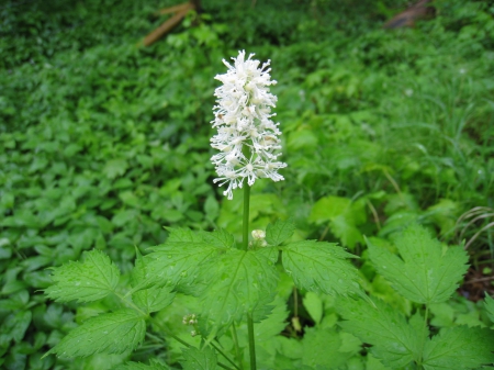 Wild Flower - white, green, flower, wild