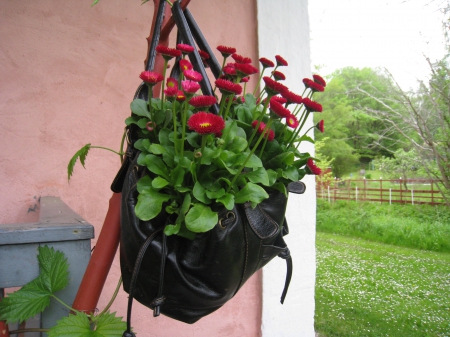 Flower Arrangement - flowers, handbag, house, black, trees, Bellis, red, lawn