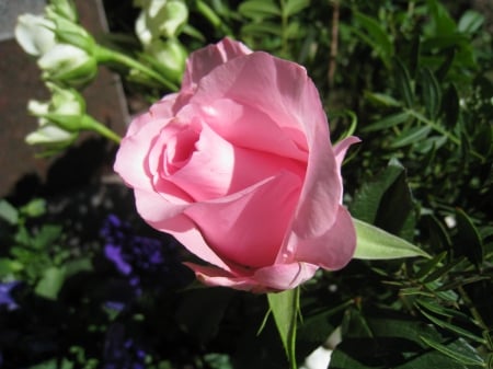 Romantic Rose - green, garden, rose, pink