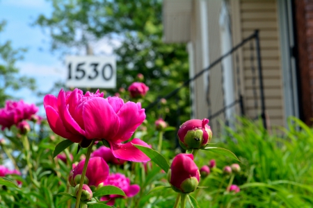 Spring Peonies - pretty pink peonies, spring peonies, peonies, pink peonies