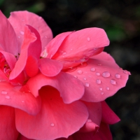 Beautiful Raindrop Rose