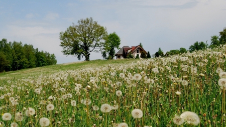 house in a field of dandelions - hill, flowers, field, house, trees