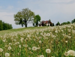 house in a field of dandelions