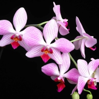 Orchids