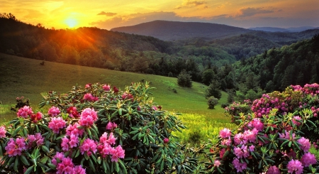 Mountain Sunset - mountain, sunset, sun rays, yellow, forest, beautiful, pink, green, flowers, grass