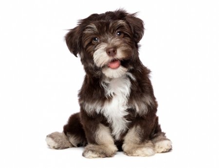 Puppy - havanese, animal, cute, dog, puppy