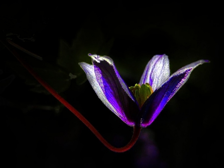 Delicate Beauty - blooms, white, blue, spring, pink