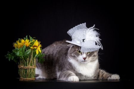 Cat with hat - flower, cute, kitten, hat, cat