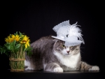 Cat with hat