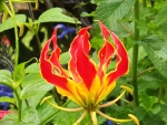 Fire Lily Flower