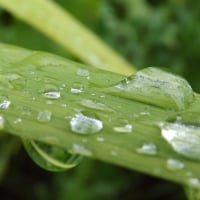 Drop of water on leaves