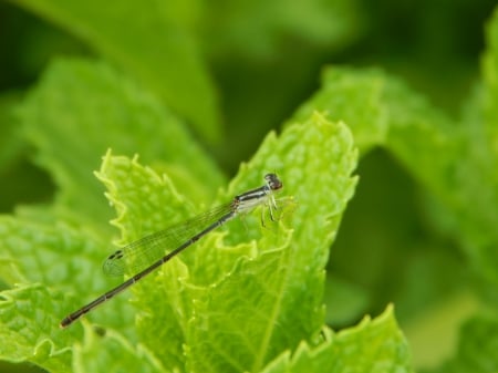 Damselfly & Mints - mints, damselfly, nature, green, insect