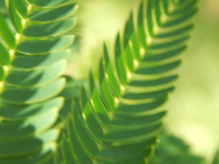 Green Leaves - leaves, nature, green, pretty