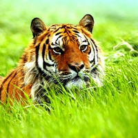 Beautiful Tiger