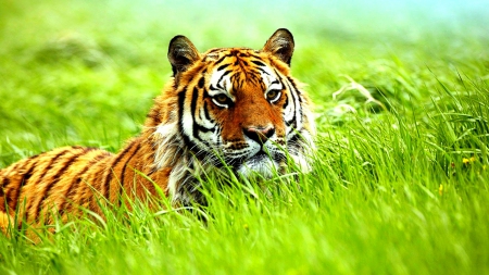 Beautiful Tiger - wildlife, amazing, animals, beautiful, tiger