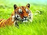 Beautiful Tiger