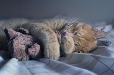 Cat - paws, face, pretty, cute, animals, beautiful, cat, sleeping, kitty, cats, kitten, hat, lovely, cat face