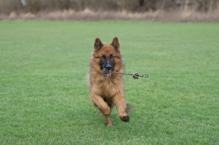 German shepherd - puppy, animals, lovely, pretty, puppys, beautiful, dog, animal, dogs, sweet, cute