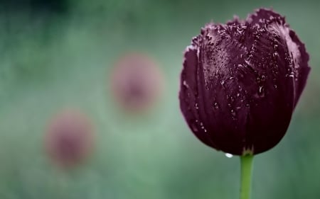 Beauty of nature - drop, tulips, flower, purple