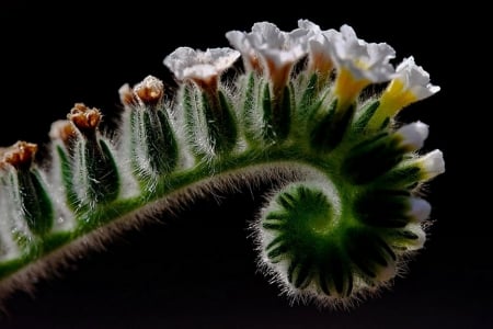 Strange Flowers - white, flower, strange, nature