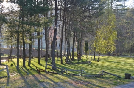 Yard - nature, morning sun, grass, trees